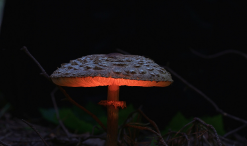 Factorings and Mushrooms Article by Yuce Uyanik